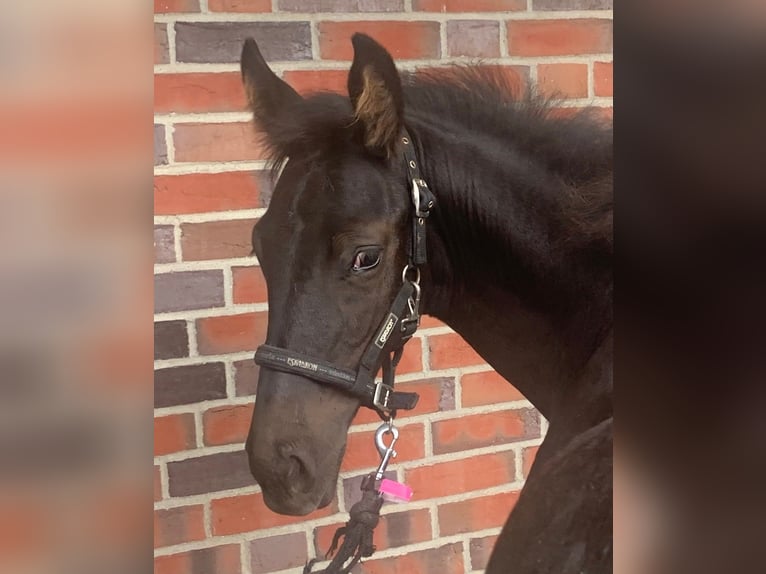 Oldenburg Stallion 1 year Black in Isernhagen