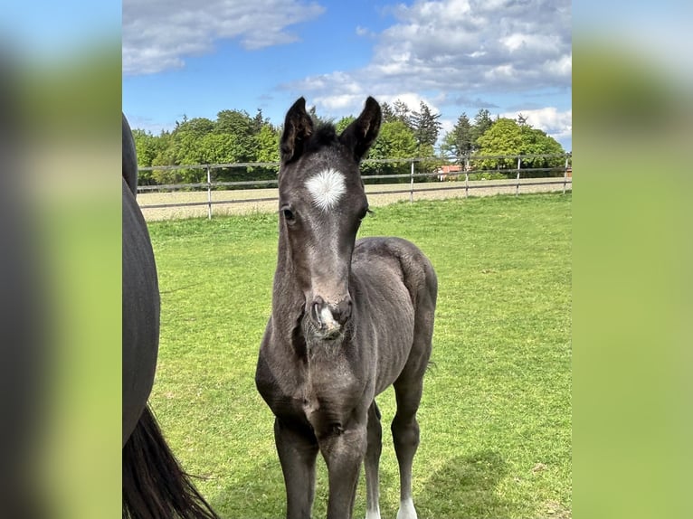 Oldenburg Stallion 1 year Black in Lastrup
