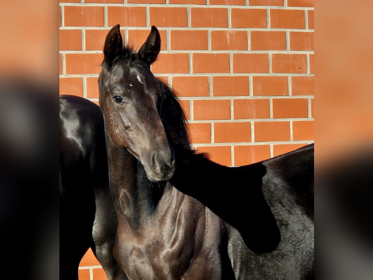 Oldenburg Stallion 1 year Black in Ochtersum