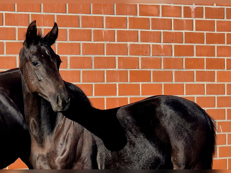 Oldenburg Stallion 1 year Black in Ochtersum