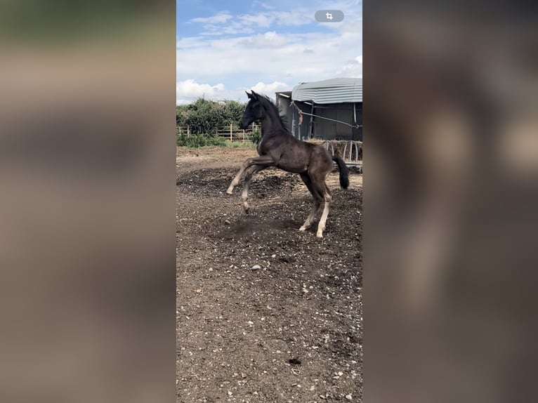 Oldenburg Stallion 1 year Black in Logroño