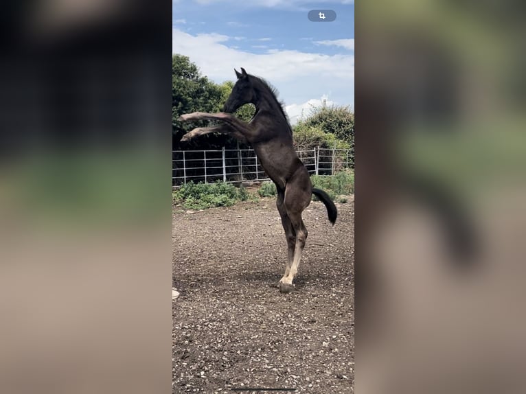 Oldenburg Stallion 1 year Black in Logroño