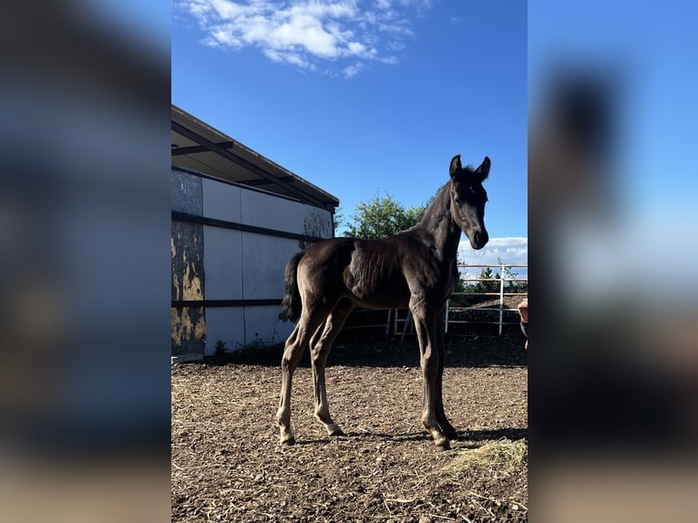 Oldenburg Stallion 1 year Black in Logroño