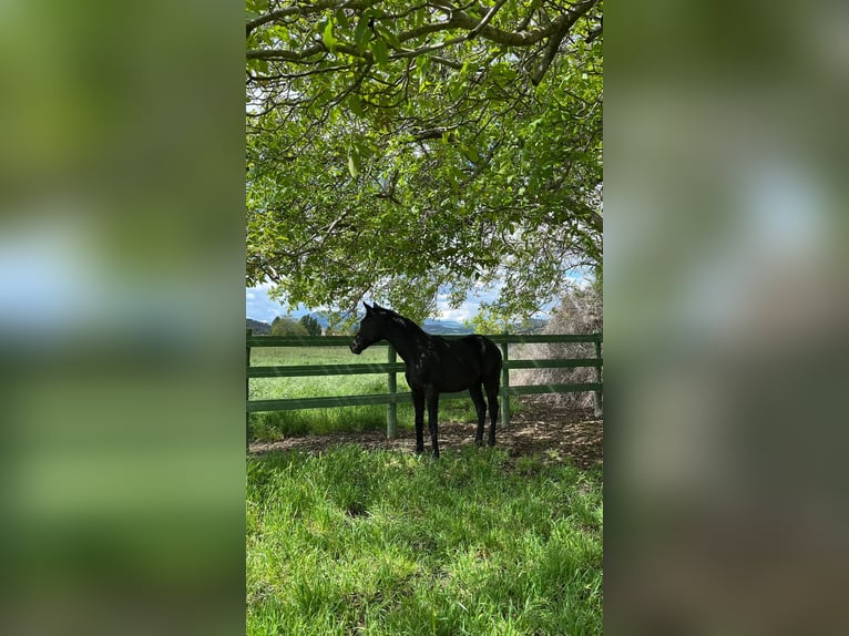 Oldenburg Stallion 1 year Black in Logroño