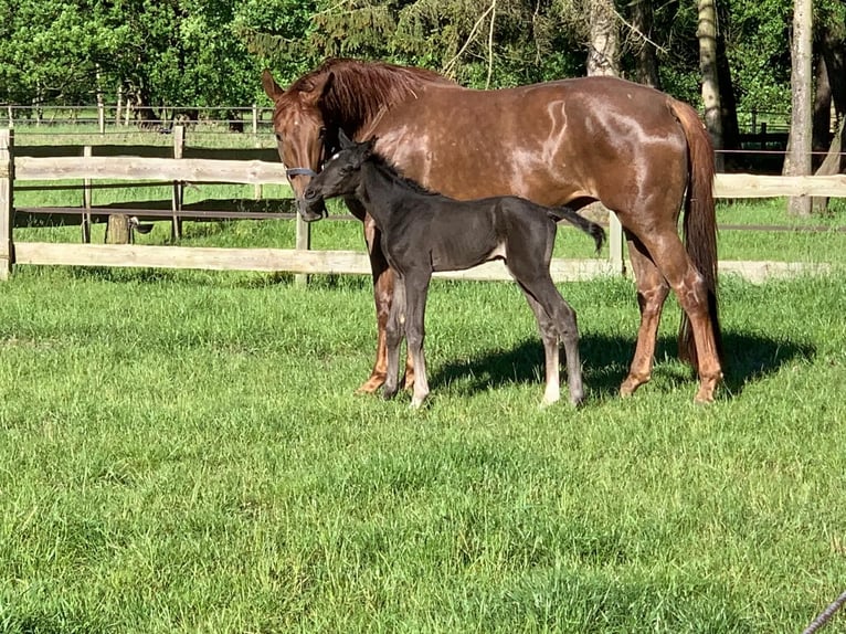 Oldenburg Stallion 1 year Black in Menslage