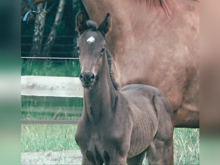 Oldenburg Stallion 1 year Black in Menslage