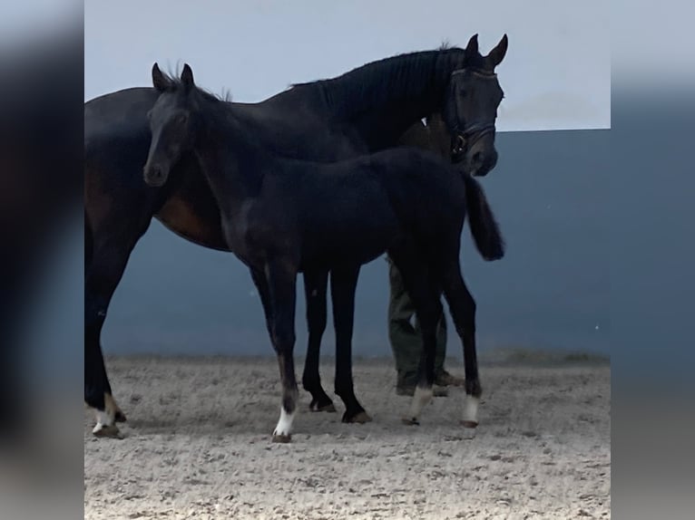 Oldenburg Stallion 1 year Black in selfkant