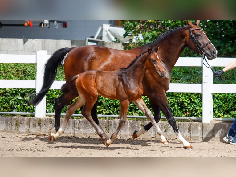 Oldenburg Stallion 1 year Brown in Bielefeld