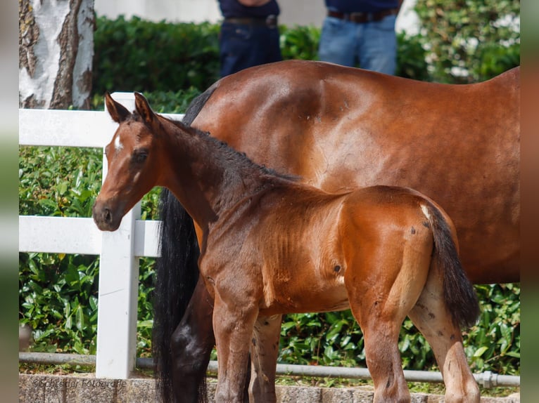 Oldenburg Stallion 1 year Brown in Bielefeld