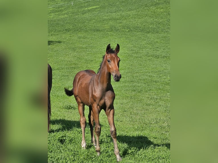 Oldenburg Stallion 1 year Brown in Flachau