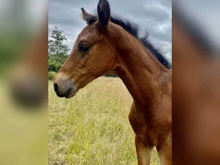 Oldenburg Stallion 1 year Brown in Lemgo