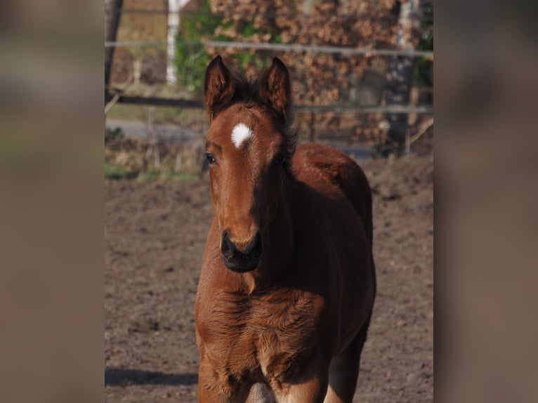 Oldenburg Stallion 1 year Brown in Alfhausen