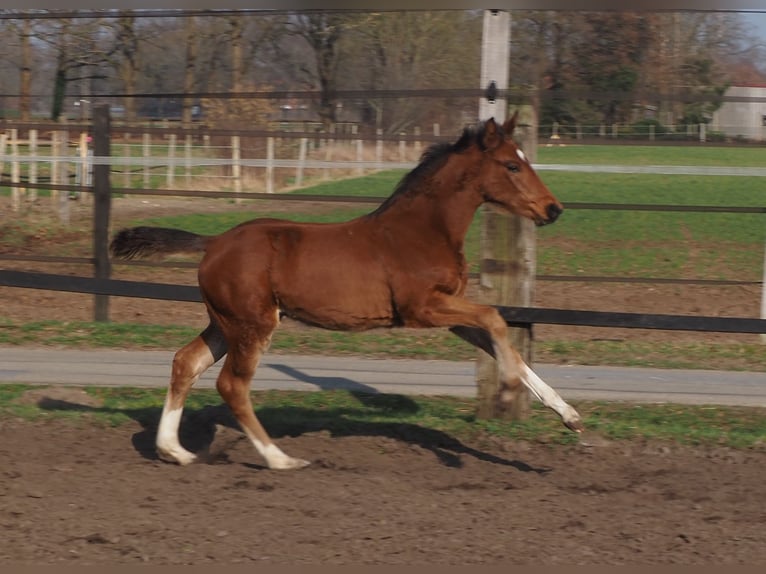 Oldenburg Stallion 1 year Brown in Alfhausen