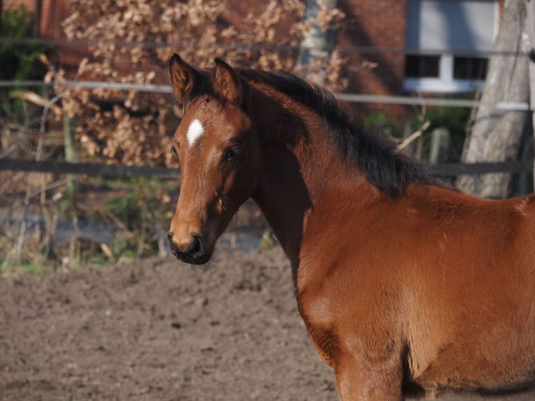 Oldenburg Stallion 1 year Brown in Alfhausen