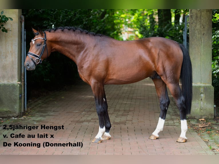 Oldenburg Stallion 1 year Brown in Alfhausen