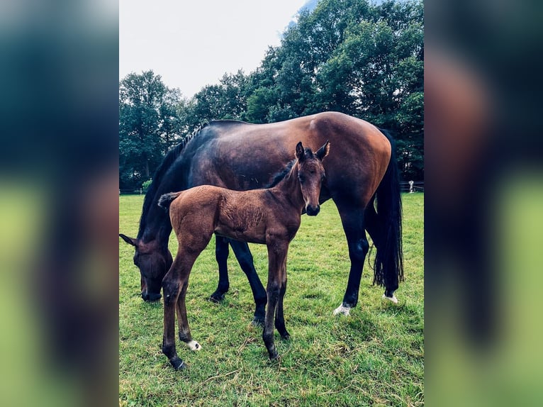 Oldenburg Stallion 1 year Brown in Garthe