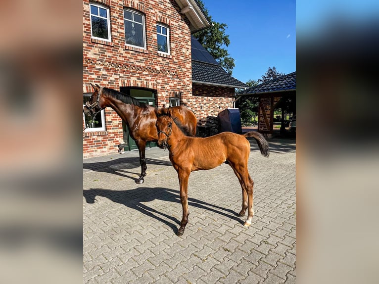 Oldenburg Stallion 1 year Brown in Garthe