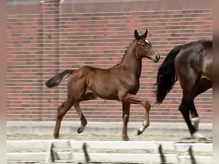 Oldenburg Stallion 1 year Brown in Lastrup