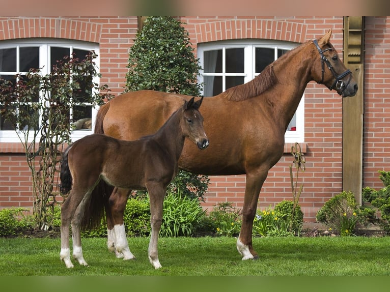 Oldenburg Stallion 1 year Brown in Löningen