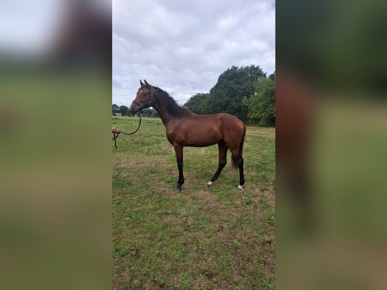 Oldenburg Stallion 1 year Brown in Lohne (Oldenburg)