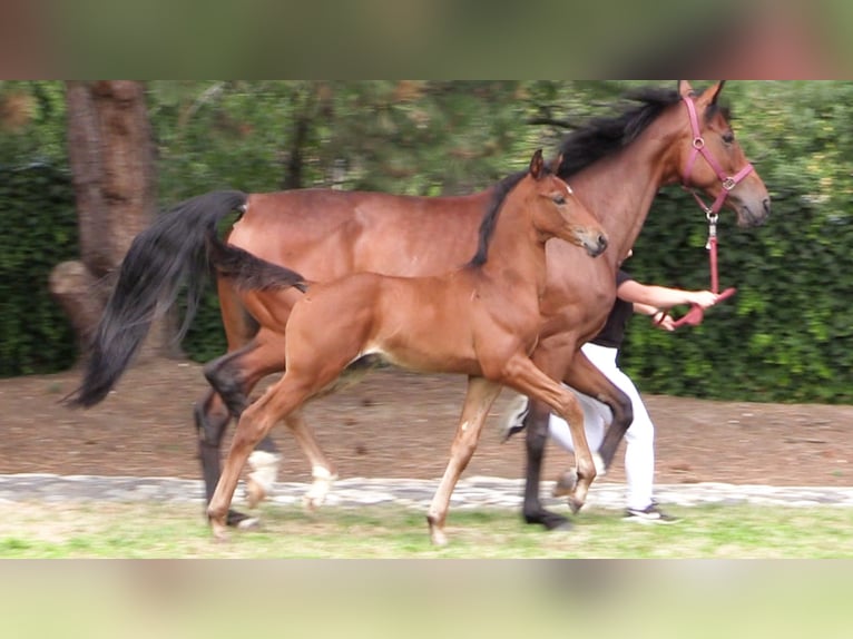 Oldenburg Stallion 1 year Brown in Lucka