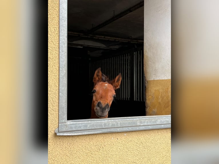 Oldenburg Stallion 1 year Brown in Ludwigsfelde