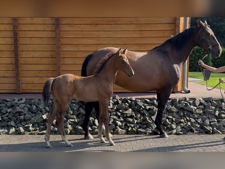 Oldenburg Stallion 1 year Brown in Molbergen