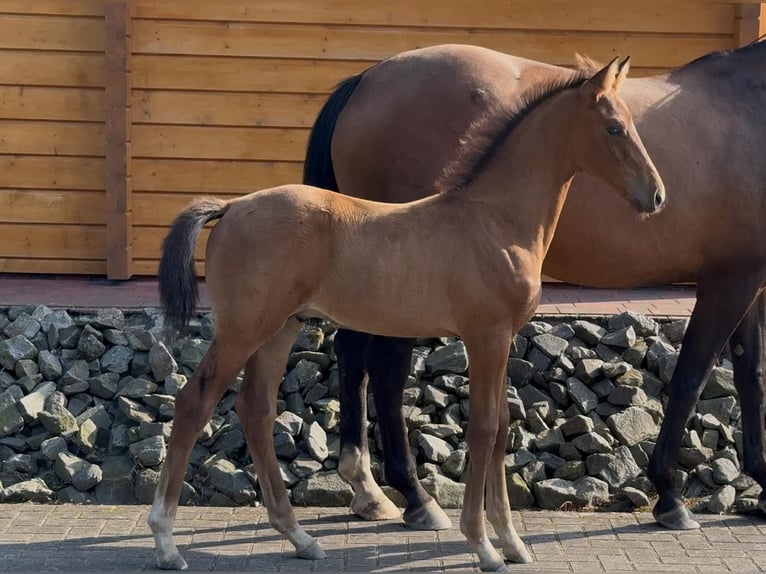 Oldenburg Stallion 1 year Brown in Molbergen