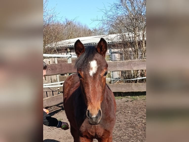 Oldenburg Stallion 1 year Brown in Oeversee