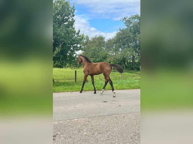 Oldenburg Stallion 1 year Brown in Oeversee