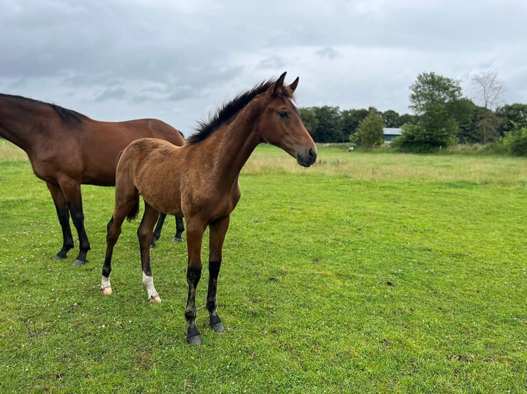 Oldenburg Stallion 1 year Brown in Oeversee