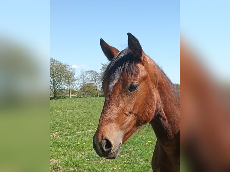 Oldenburg Stallion 1 year Brown in Oeversee