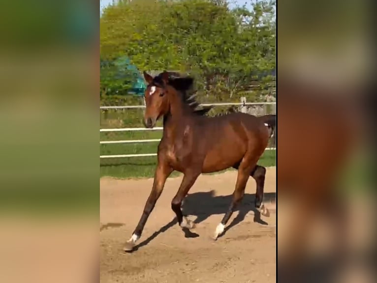 Oldenburg Stallion 1 year Brown in Oeversee