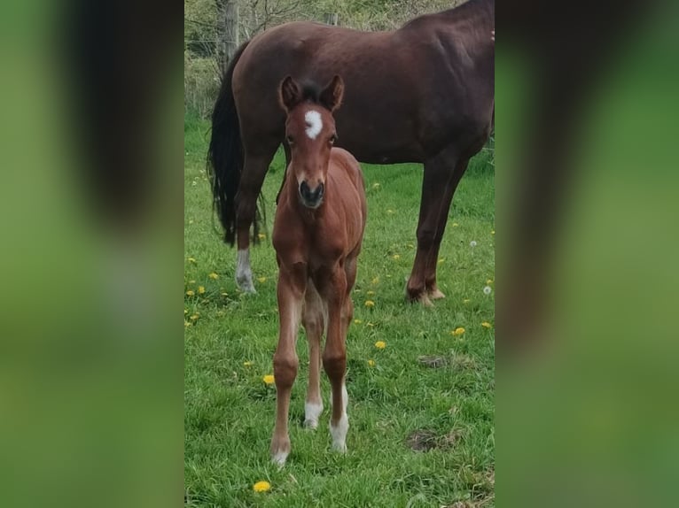 Oldenburg Stallion 1 year Brown in Oeversee