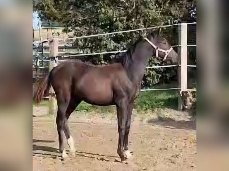 Oldenburg Stallion 1 year Brown in Sankt Wolfgang