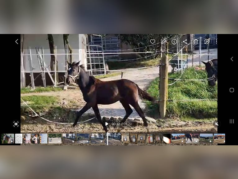 Oldenburg Stallion 1 year Brown in Sankt Wolfgang