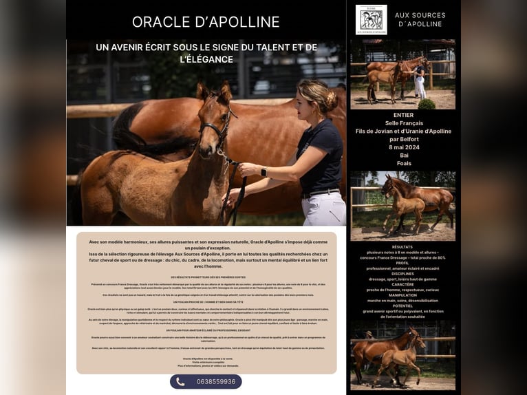 Oldenburg Stallion 1 year Brown in Steinbrunn le bas