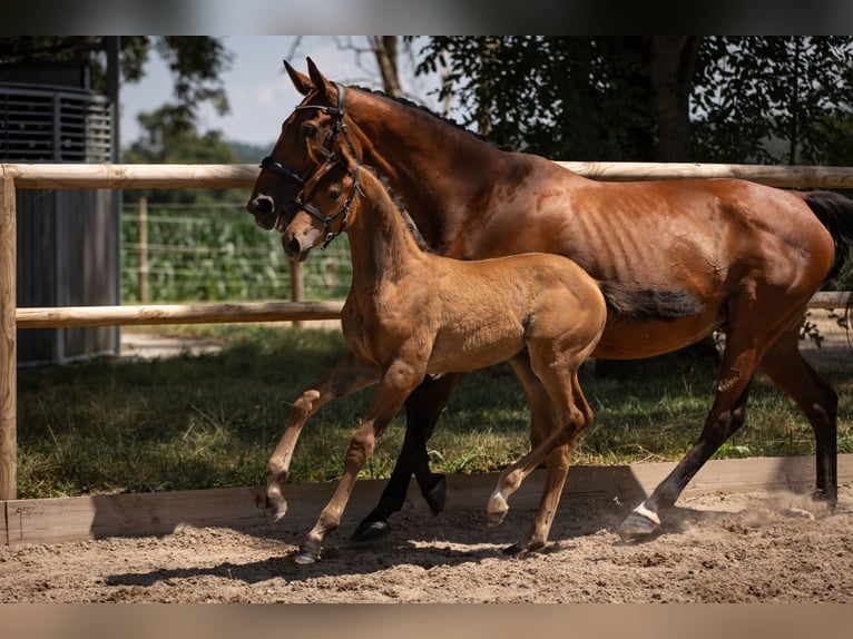 Oldenburg Stallion 1 year Brown in Steinbrunn le bas