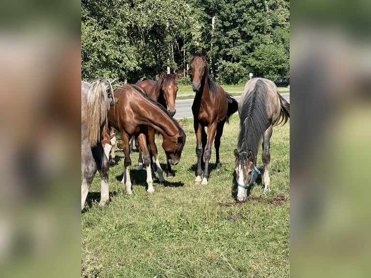 Oldenburg Stallion 1 year Brown in &#xDC;berlingen