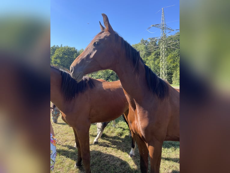 Oldenburg Stallion 1 year Brown in &#xDC;berlingen
