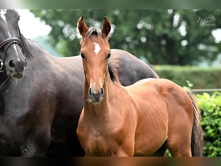 Oldenburg Stallion 1 year Brown in Werlte
