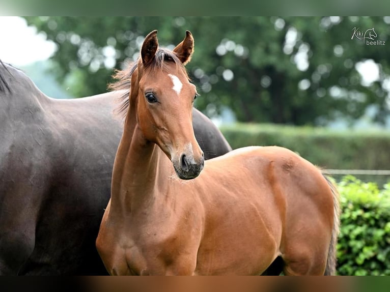 Oldenburg Stallion 1 year Brown in Werlte