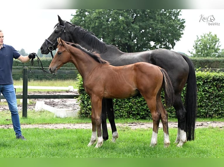 Oldenburg Stallion 1 year Brown in Werlte