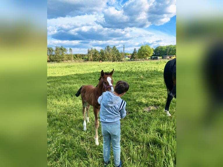 Oldenburg Stallion 1 year Brown in Stuhr