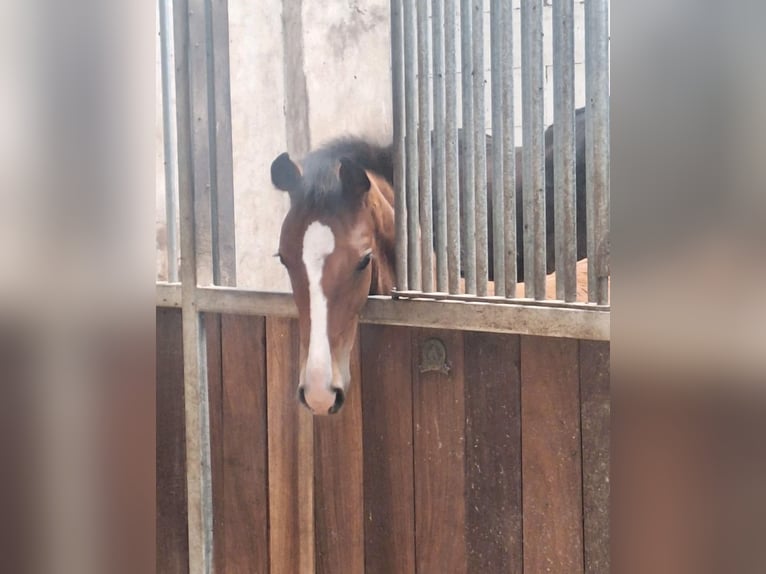 Oldenburg Stallion 1 year Brown in Stuhr