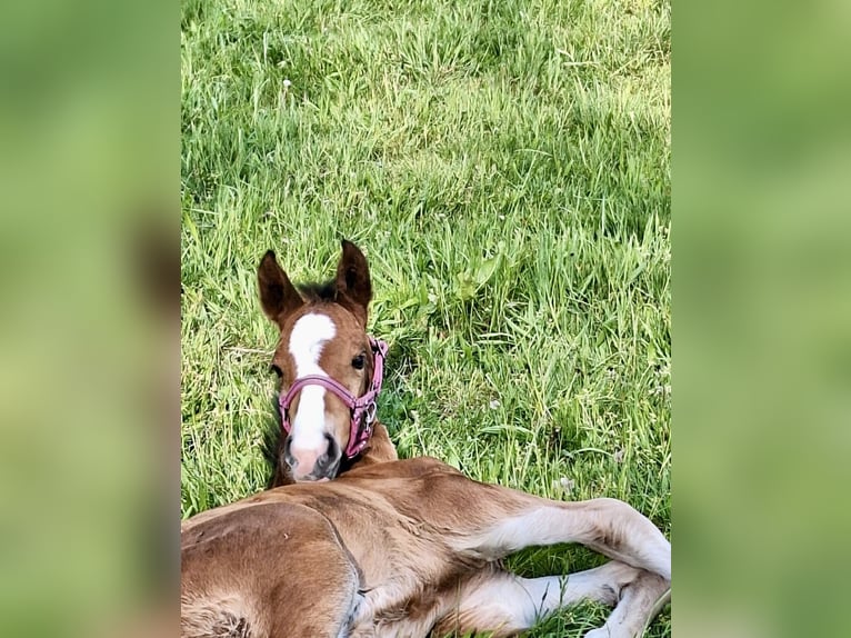 Oldenburg Stallion 1 year Brown in Stuhr
