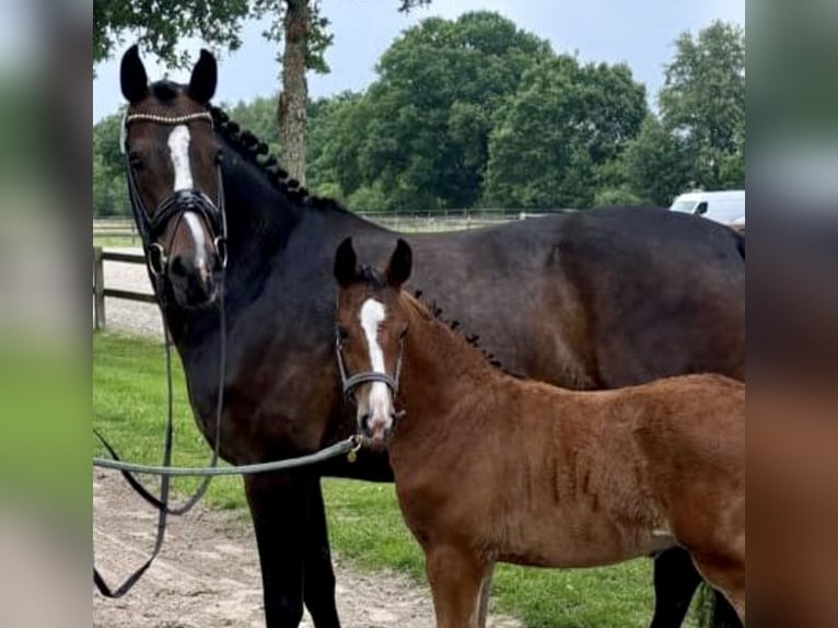 Oldenburg Stallion 1 year Brown in Stuhr