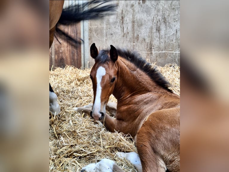 Oldenburg Stallion 1 year Brown in Stuhr