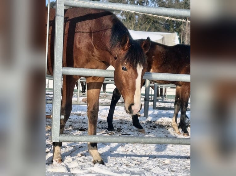 Oldenburg Stallion 1 year Brown in Stuhr