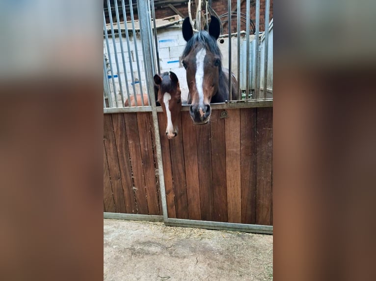 Oldenburg Stallion 1 year Brown in Stuhr